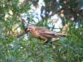Red Wattlebird